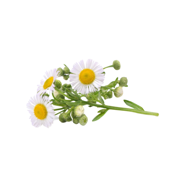 Alt Image