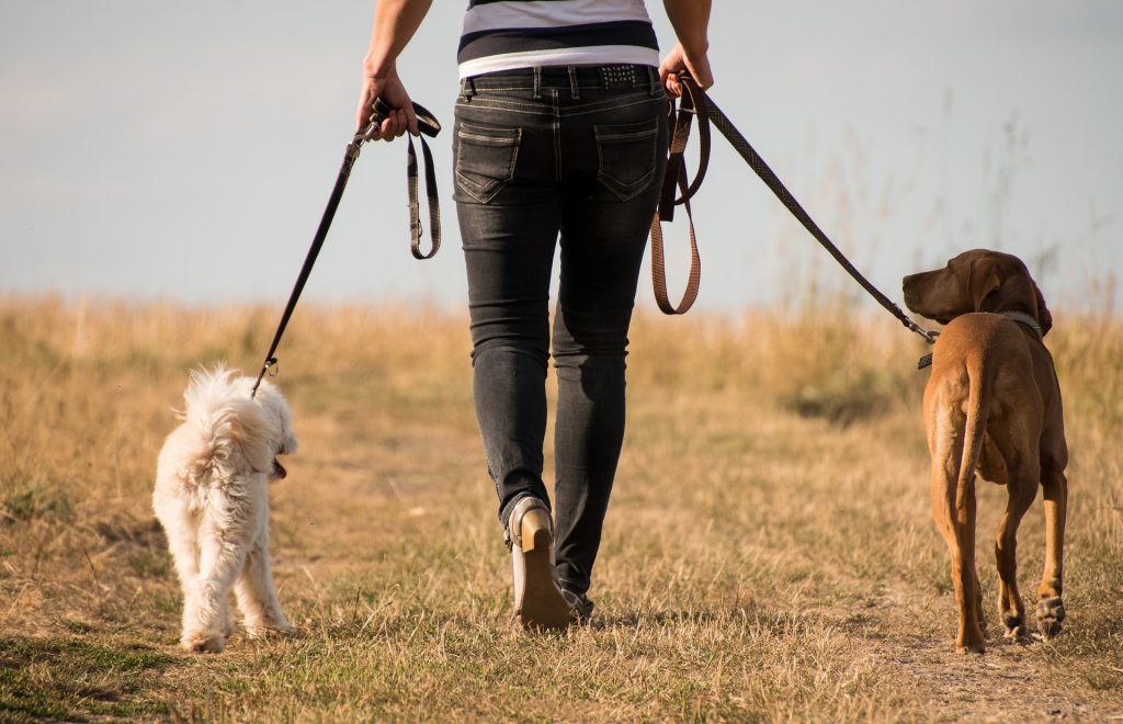 Is-Your-Dog-Out-of-Control-on-Walks-Here-Are-a-Few-Tips 4PETS.CLUB