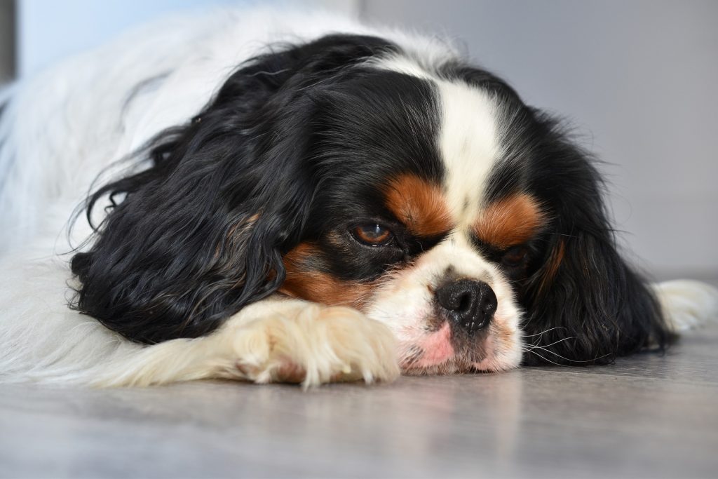 Common-Five-Causes-of-Dog-Constipation 4PETS.CLUB