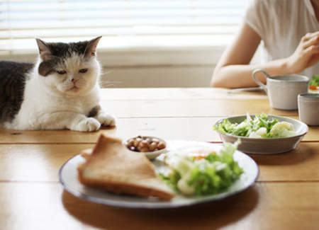 What-Human-Foods-Can-Cats-Eat 4PETS.CLUB