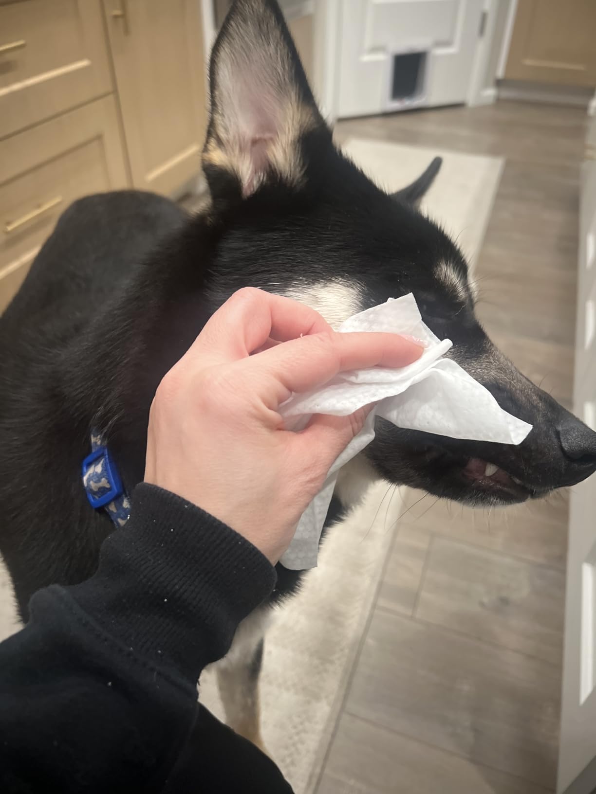 itchy dog skin
