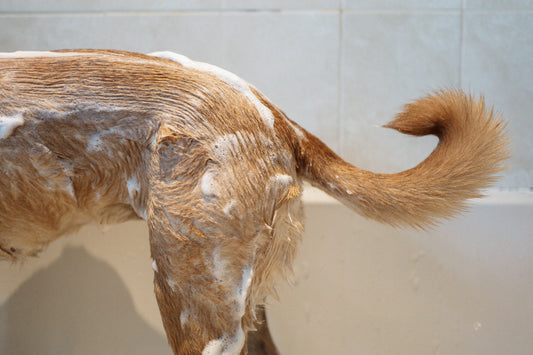 Six-Steps-to-Bathe-Your-Dog-at-Home-with-Ease 4PETS.CLUB