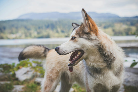 What-to-Do-If-Your-Dog-Is-Panting-Could-It-Be-Sick 4PETS.CLUB