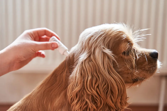 Effective-Tricks-for-Deworming-and-Flea-Control-in-Dogs 4PETS.CLUB