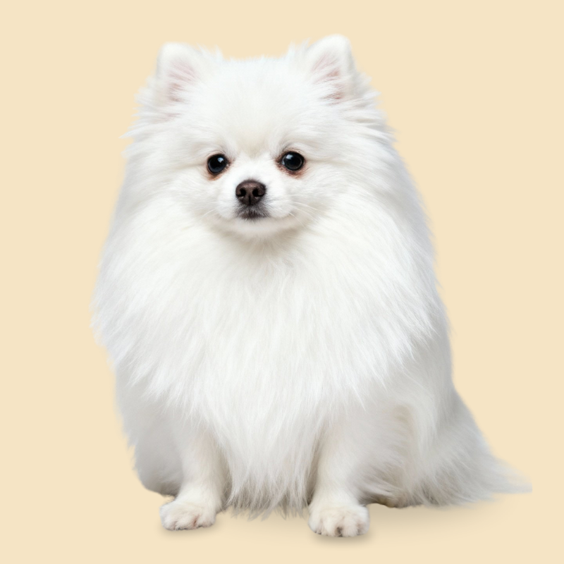 Dog Shampoo for Yeast & Bacteria