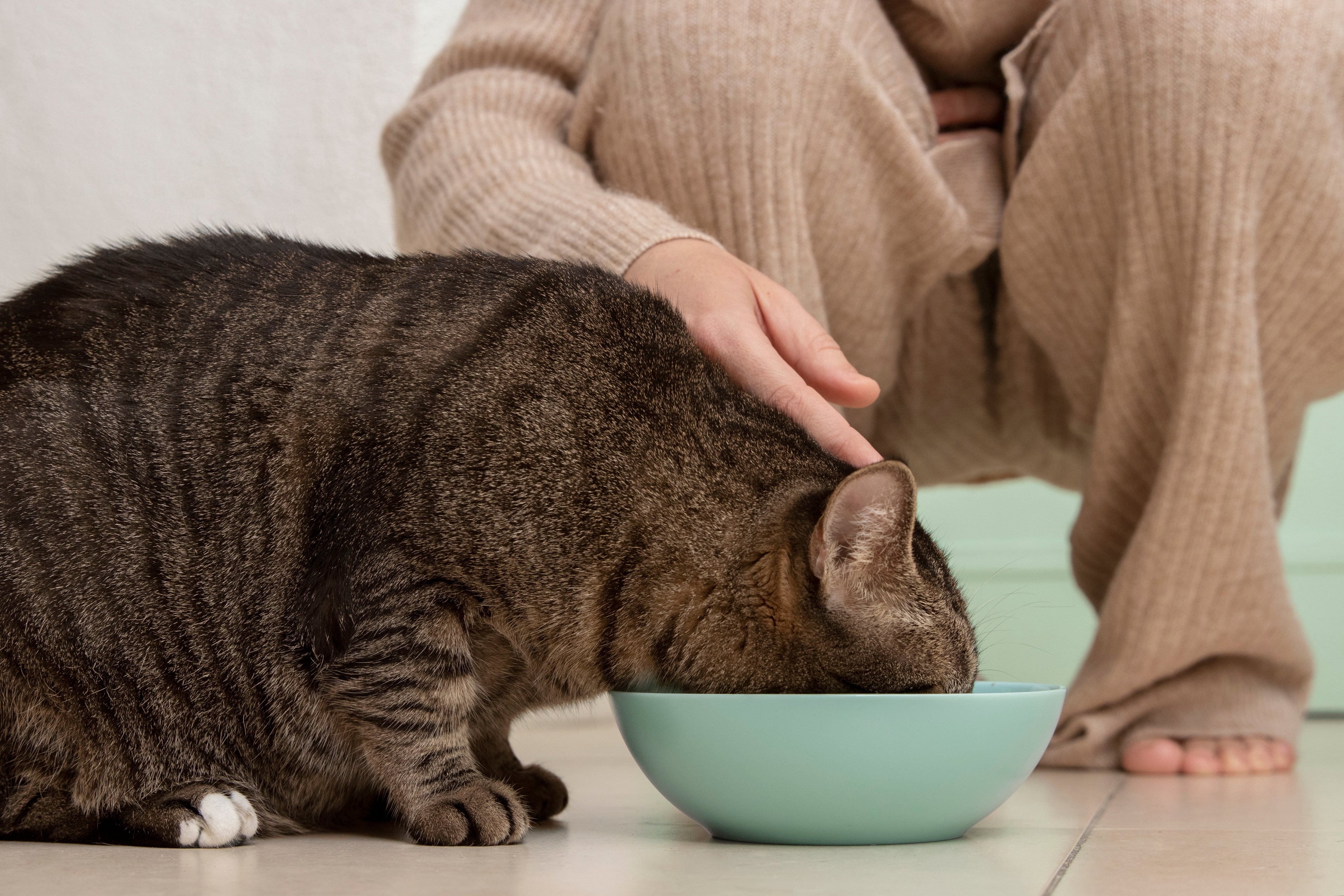 Cat Not Drinking Enough Water? How to Tell, Why It Happens, and What to Do