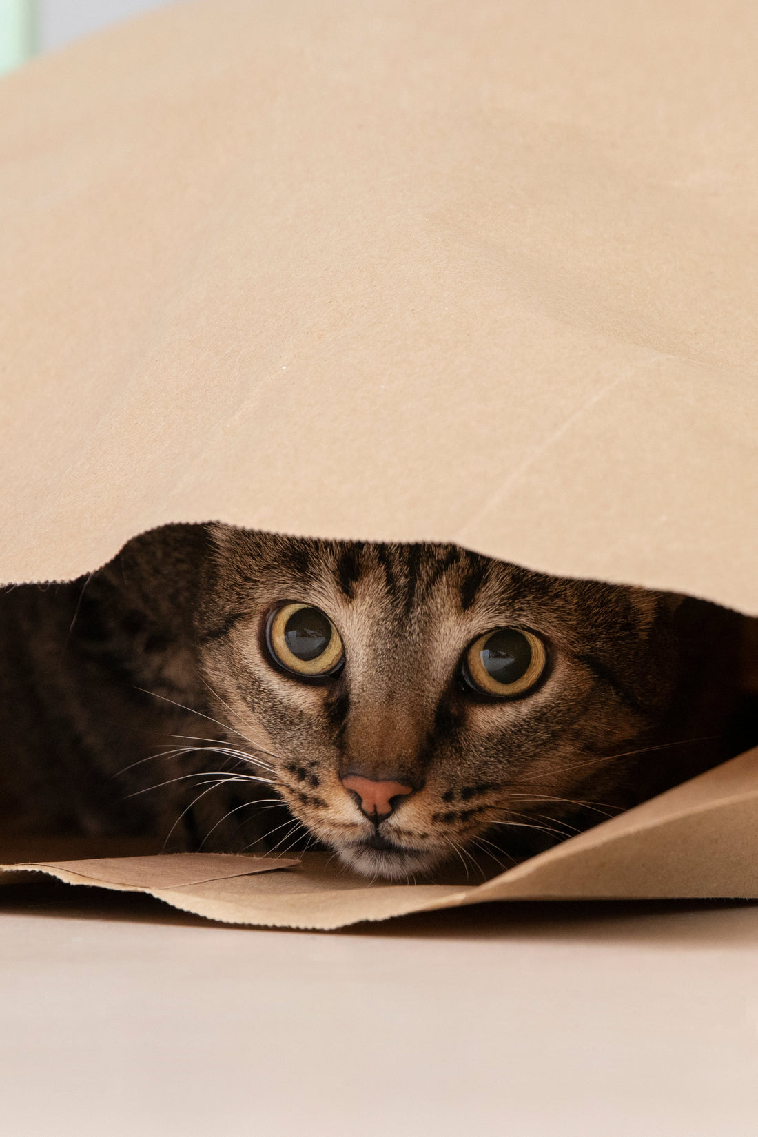 Dry Shampoo for Cats: The Game-Changer Every Cat Parent Needs