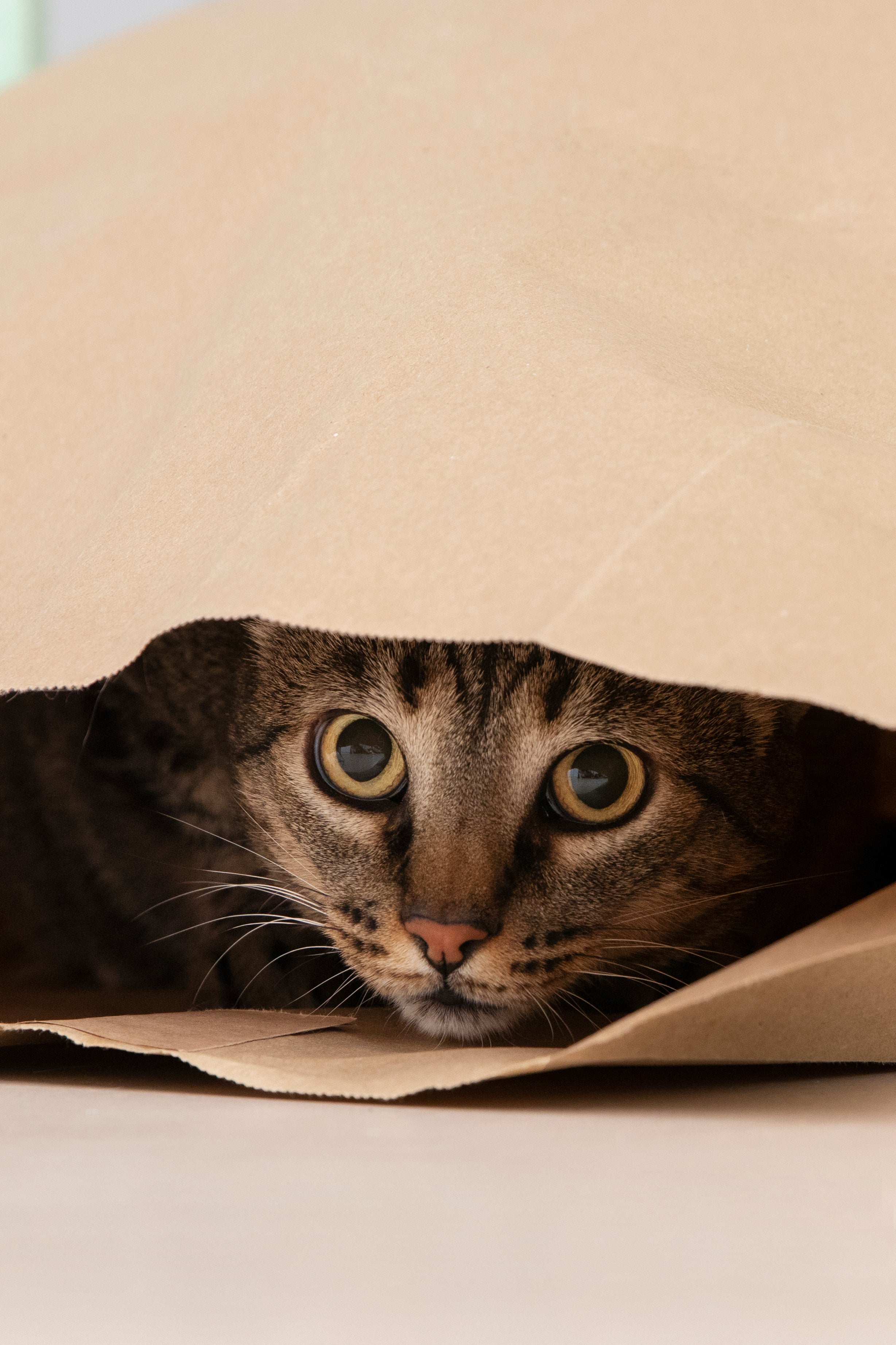Dry Shampoo for Cats: The Game-Changer Every Cat Parent Needs
