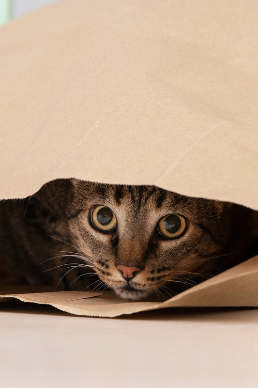 Dry Shampoo for Cats: The Game-Changer Every Cat Parent Needs
