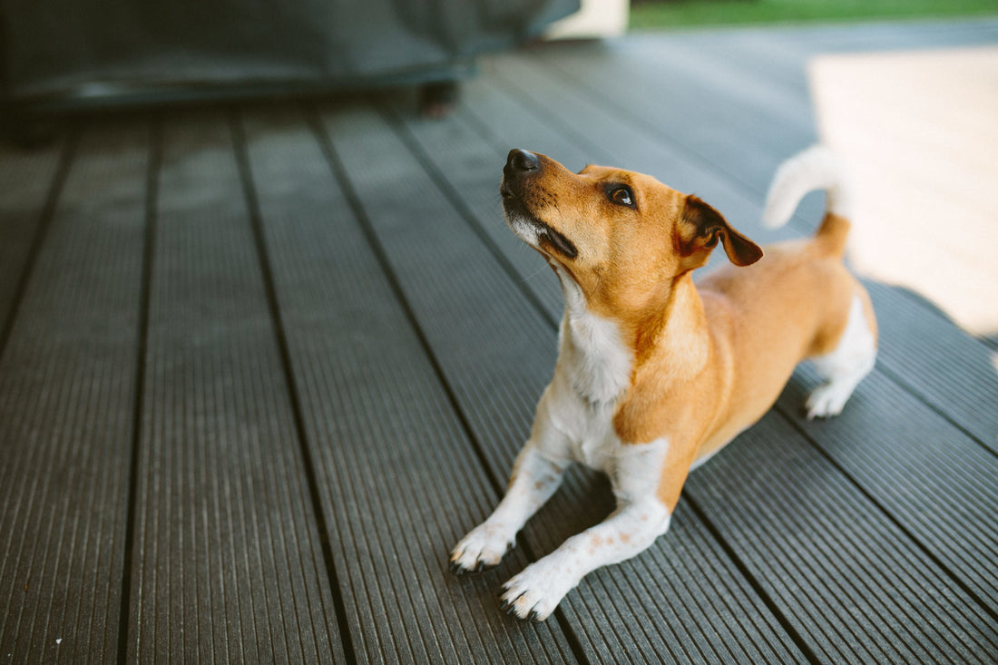 Dog Afraid of Hardwood Floors? Why It Happens and How to Help