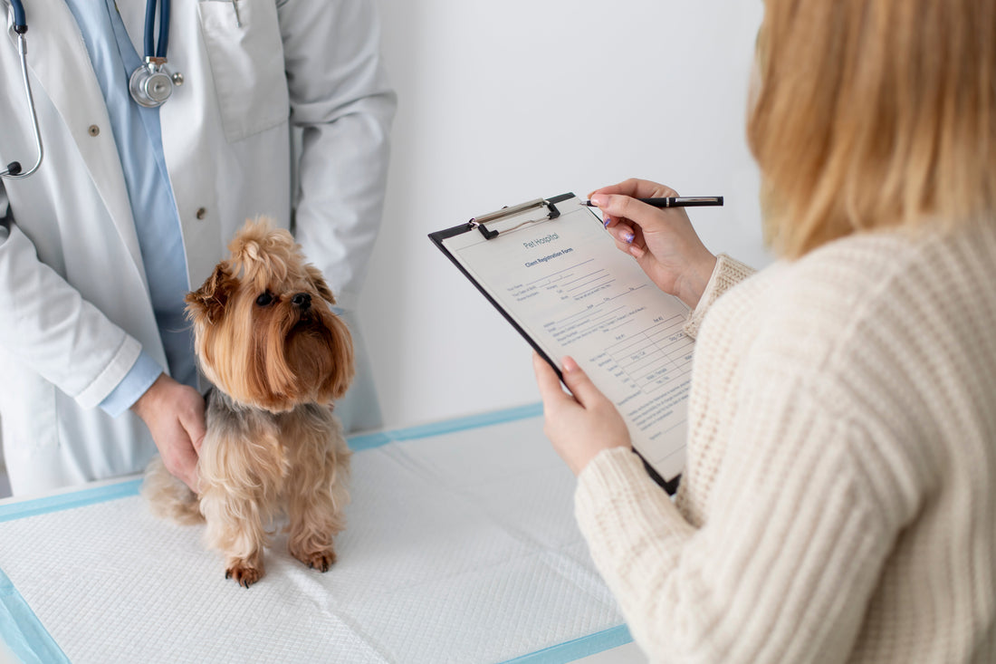 Why Are Vet Bills So Expensive in the U.S.?