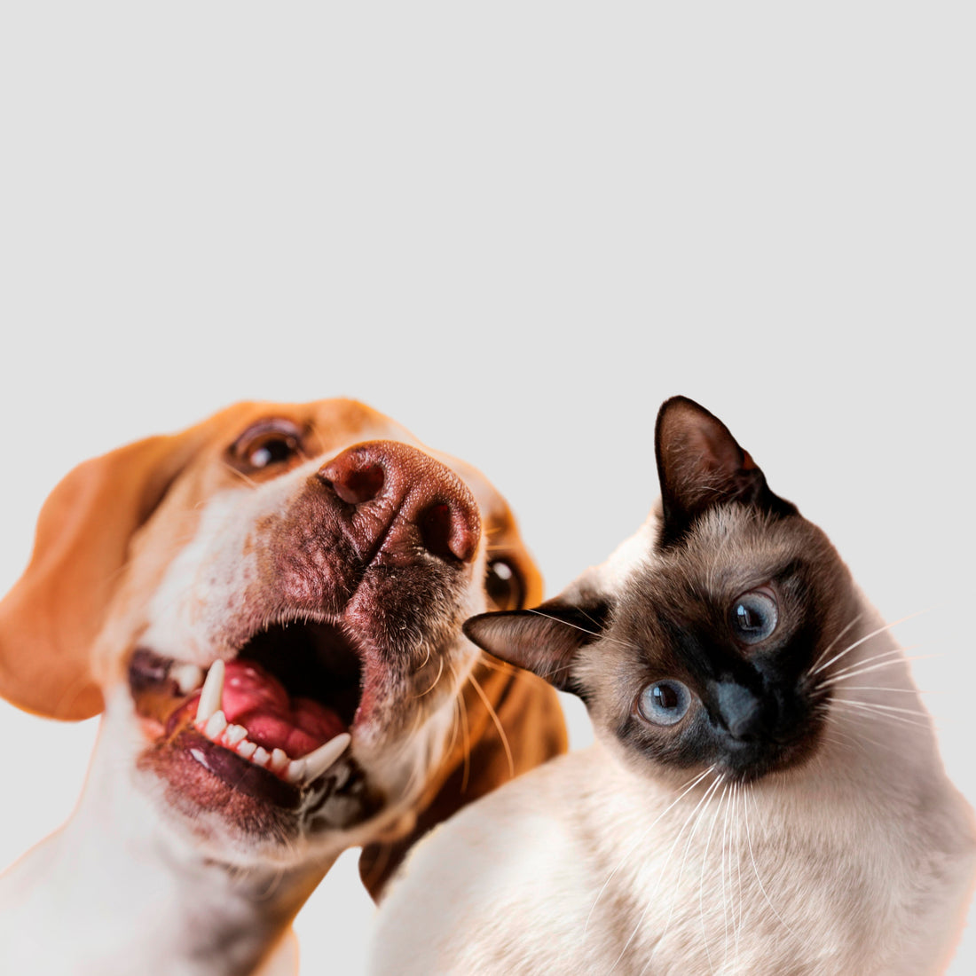 The Ultimate Guide to a Happy Pet: Why Quality Care Matters for Your Furry Friend