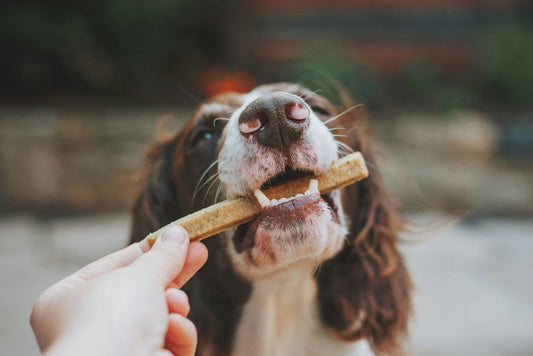 How-to-Choose-Dog-Jerky 4PETS.CLUB