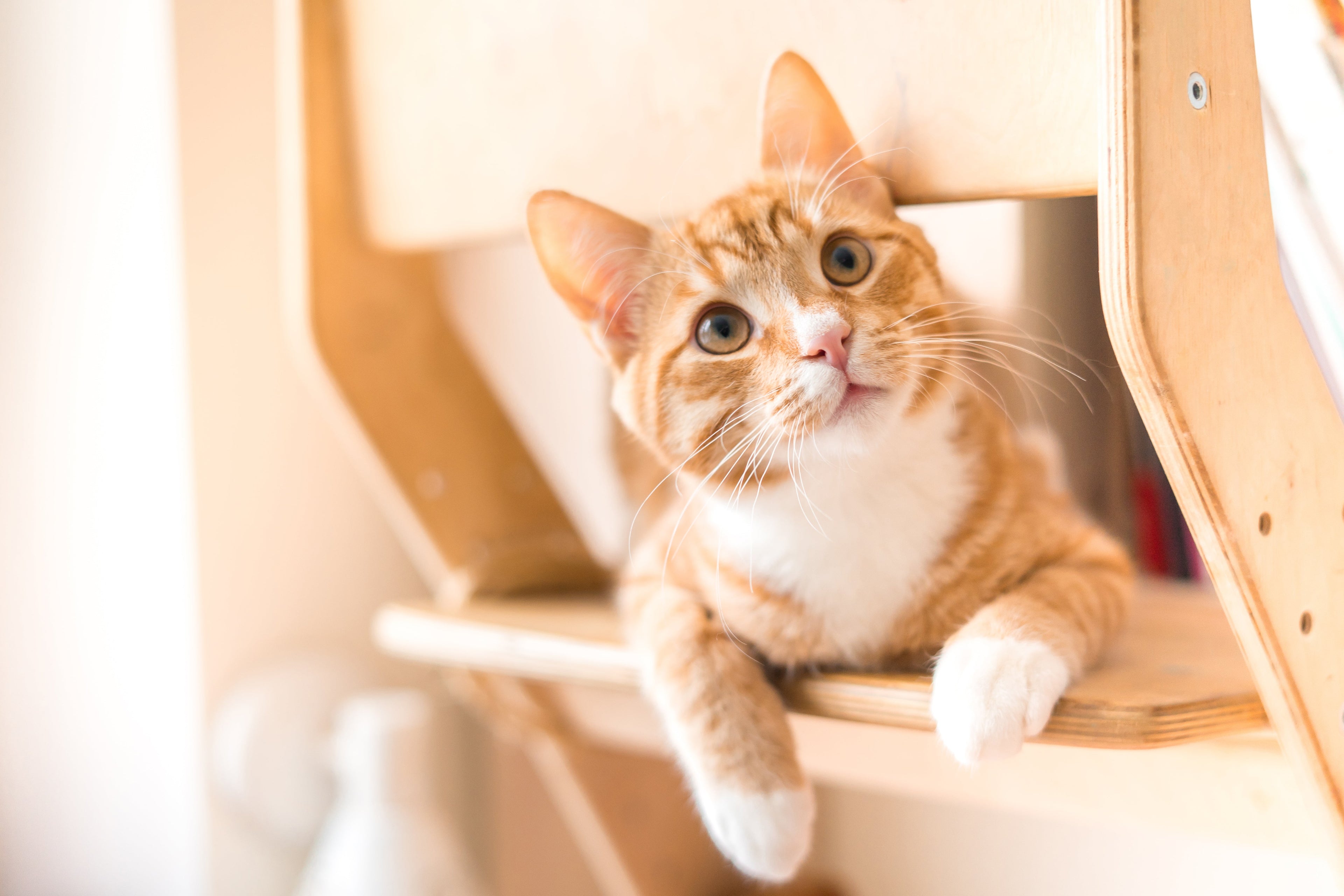 What is the best cat food?