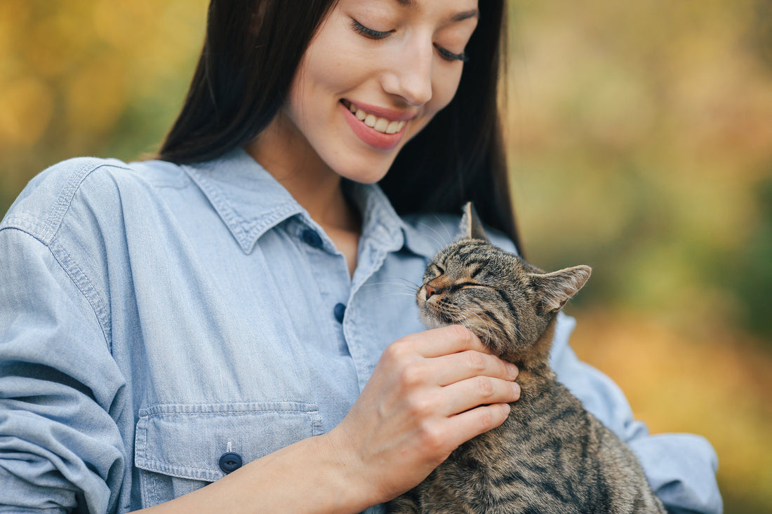 The SF Discovery, The Taipei Solution: Is Pet Insurance Actually Worth It? A Groomer-Scientist’s Honest Breakdown