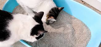How to Get Rid of Cat Litter Smell (For Good)