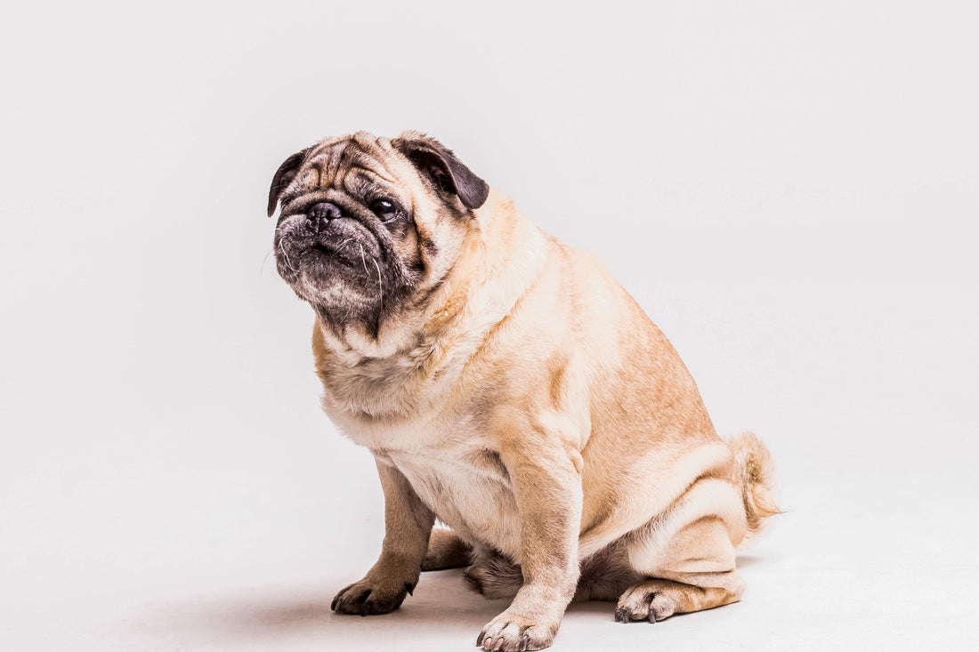 How to Tell If Your Dog Is Overweight — and What to Do About It