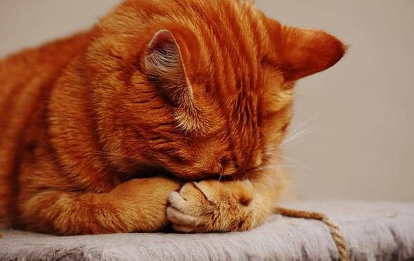 What are some mind-blowing facts about cats?