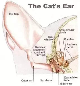 Why are cats afraid of water? Why do most cats fear/hate getting wet? Are there any biological, psychological or behavioral explanations for this?