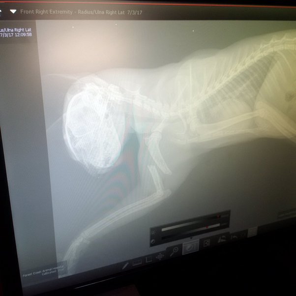 The Science of Sanctuary: Why Keeping Cats Indoors is Only Half the Battle