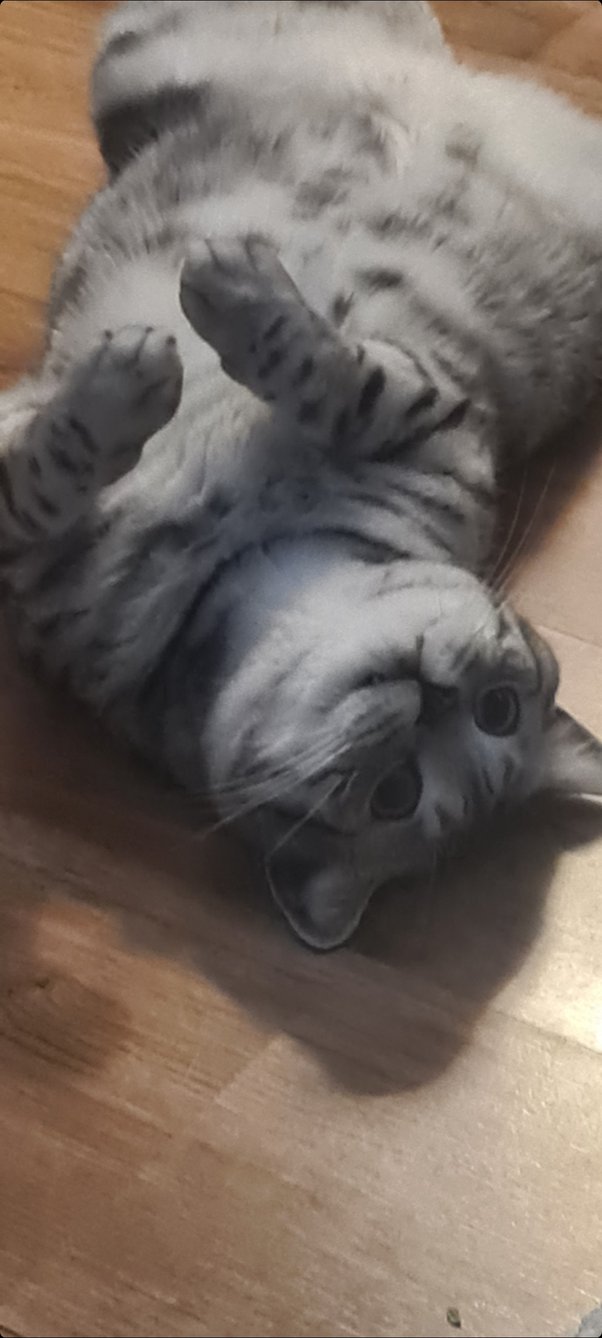 Why People Hate Cats (And What It Teaches Us About Grooming)