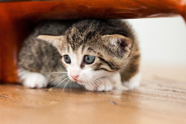 Why are cats afraid of cucumbers?