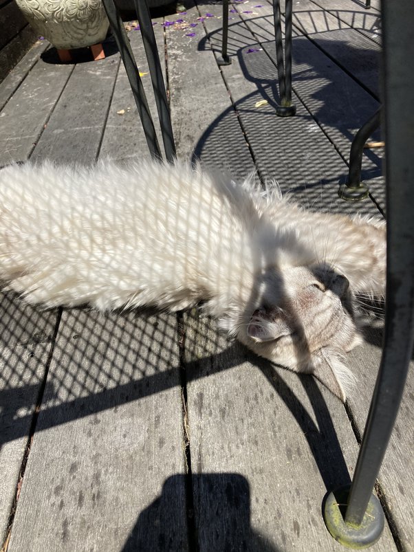 How We Poison Cats to Hide Their "Downsides"