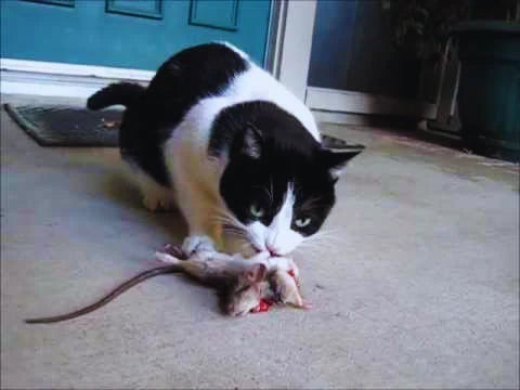 What is the best cat food?