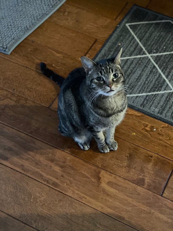 Giant Cats and Toxic Scents: What Your Feline Really Thinks of You