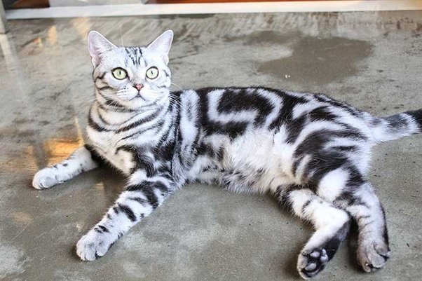 Are you a dog person or a cat person?