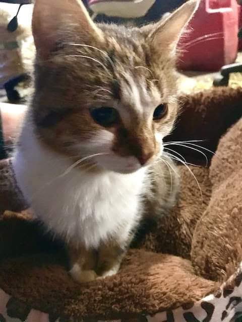 What is a photo of a cat that deserves a million upvotes?