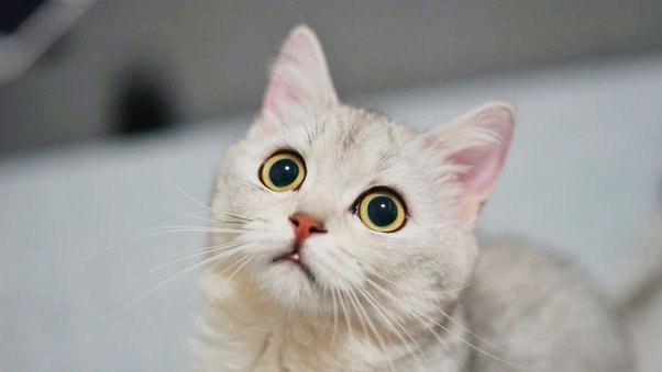 Are Cats Smarter Than Dogs? (A Formulator’s Perspective)
