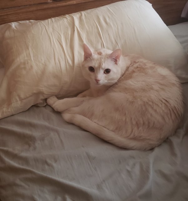 Do you prefer dogs or cats and why? S