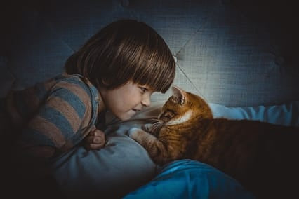 Why You Can't "Train" a Cat Like a Dog