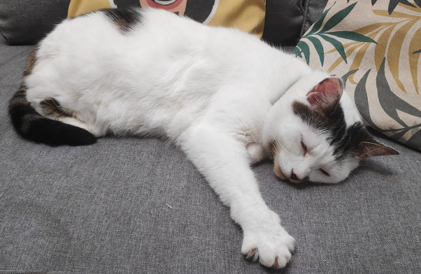 The Fading Chemistry of Grief: How Cats Process the Loss of an Owner