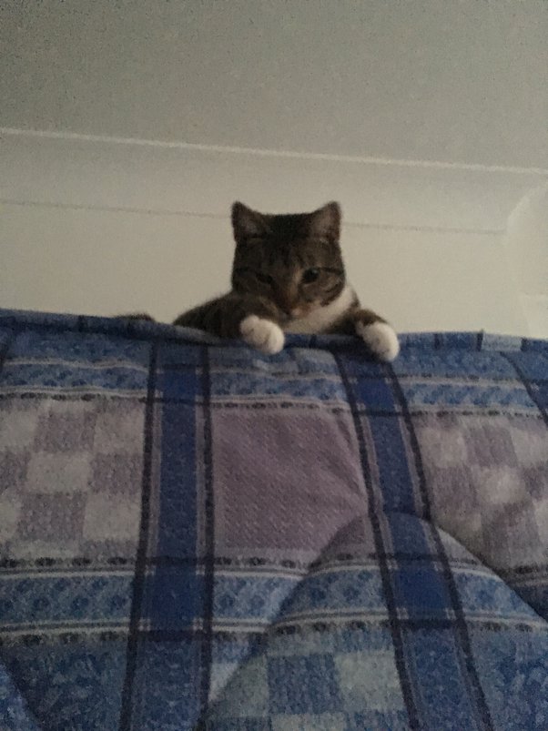 Why do people like cats?