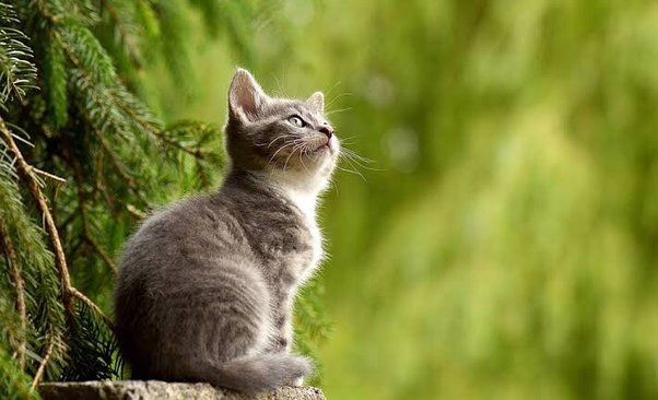 The Hubris of Human Trends: Why "Vegan Cats" and "Botanical Shampoos" Share the Same Fatal Flaw