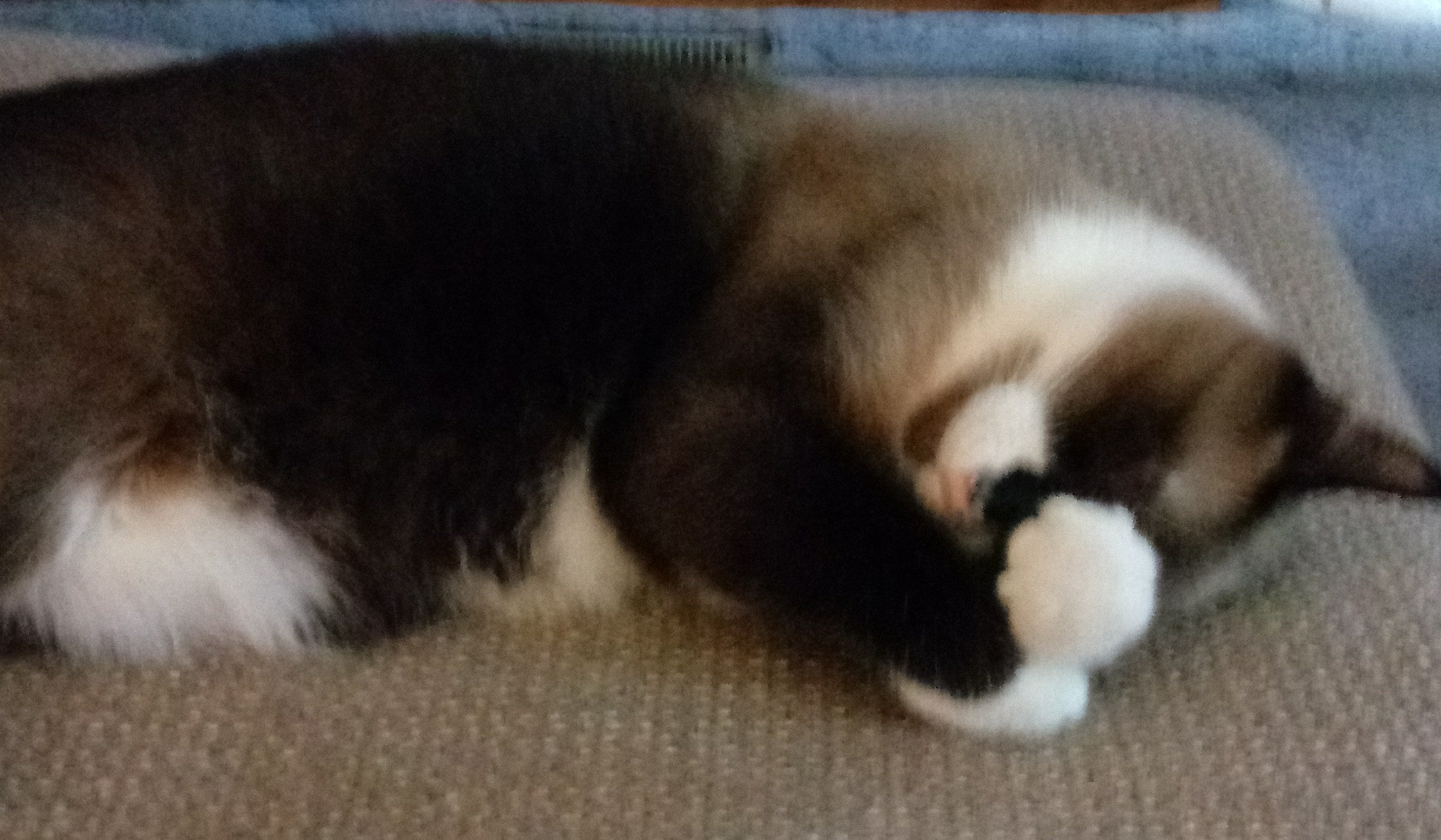 The Chemistry of Feline Affection: Why Your Cat Isn't a Dog (And Why That's a Good Thing)