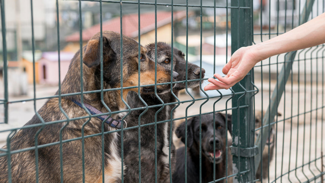 Why Are U.S. Animal Shelters Overcrowded? The Adoption Crisis Explained