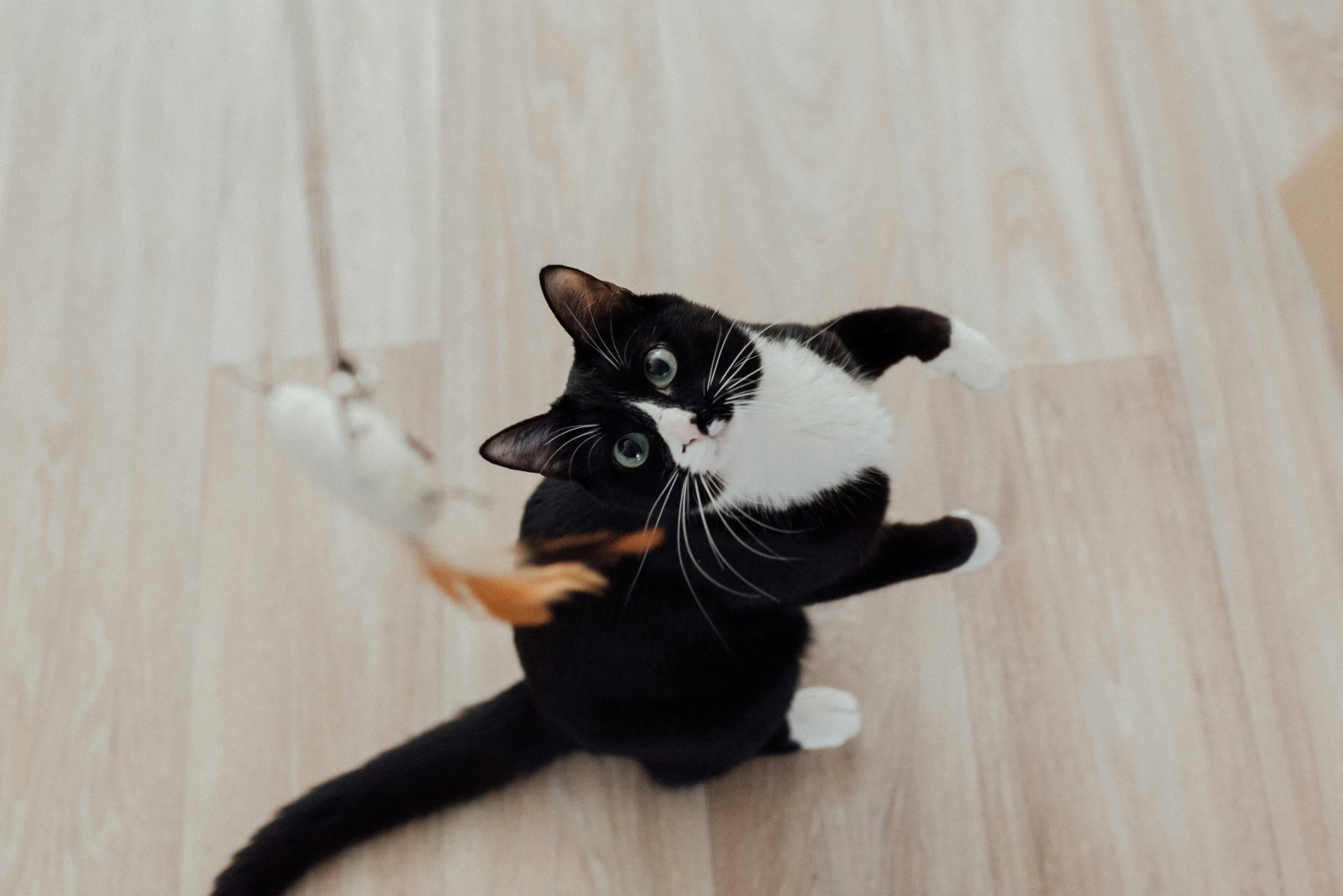 Hairballs in Cats: The Complete Prevention Guide