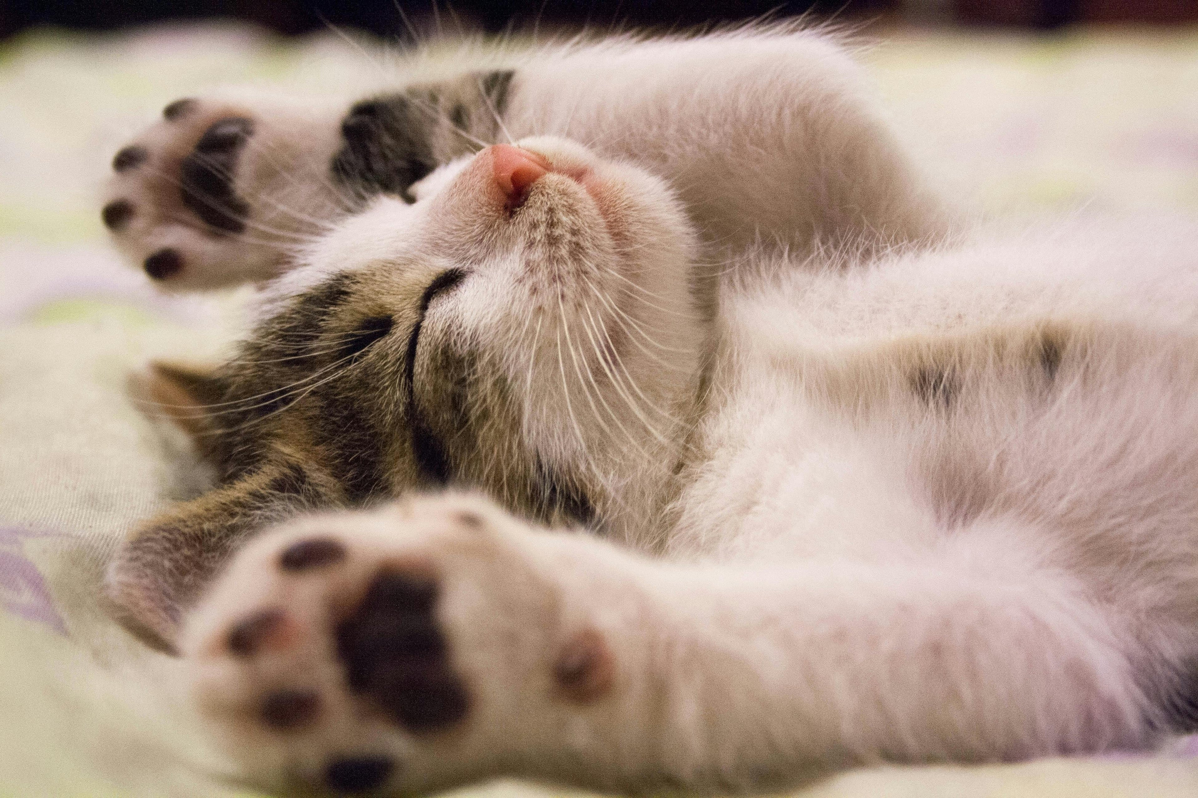 Cat Grooming 101