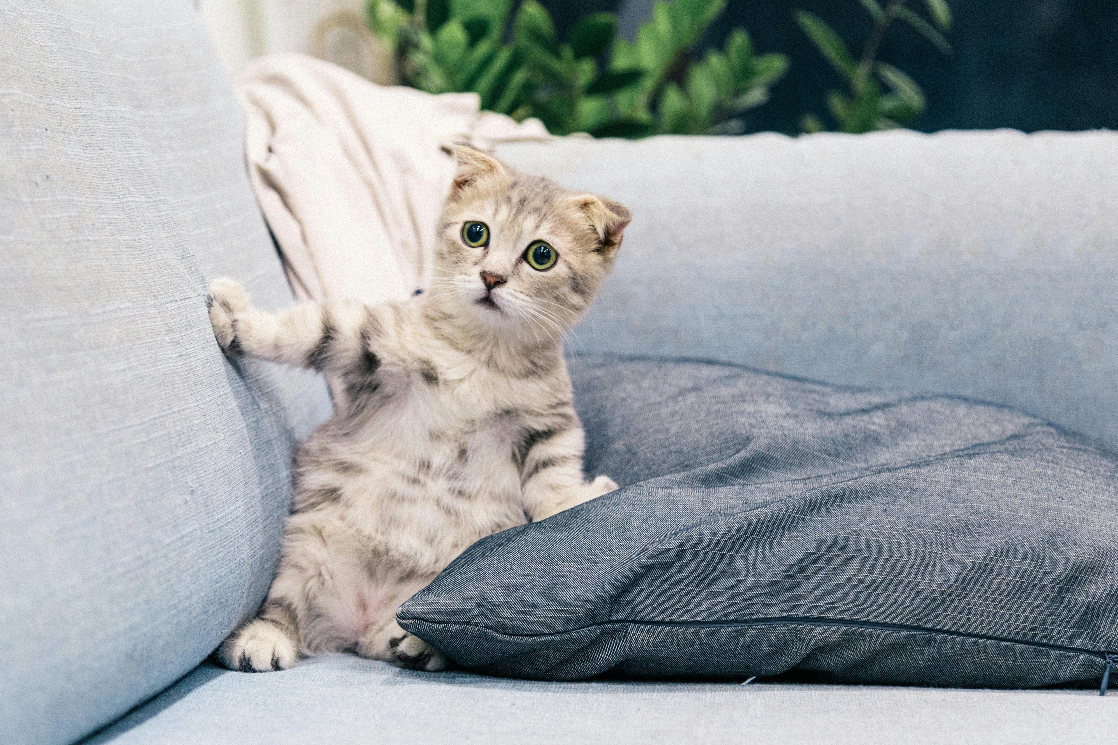 How to Trim Cat Nails: A Fear-Free Guide for Beginners