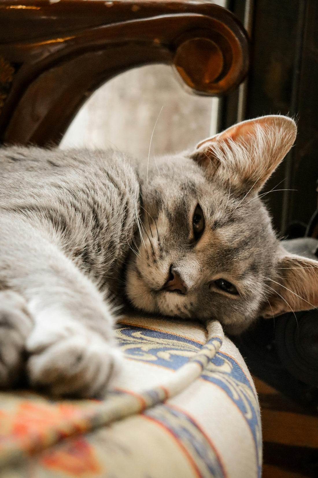 Save Your Sofa: Why Cats Scratch Furniture (And How to Redirect It)