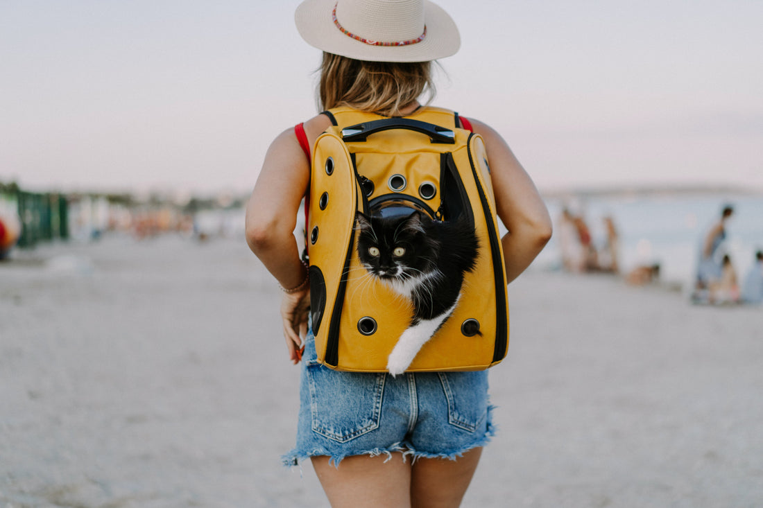 U.S. Pet-Friendly Travel Trends: How Dogs and Cats Are Changing the Way Americans Travel