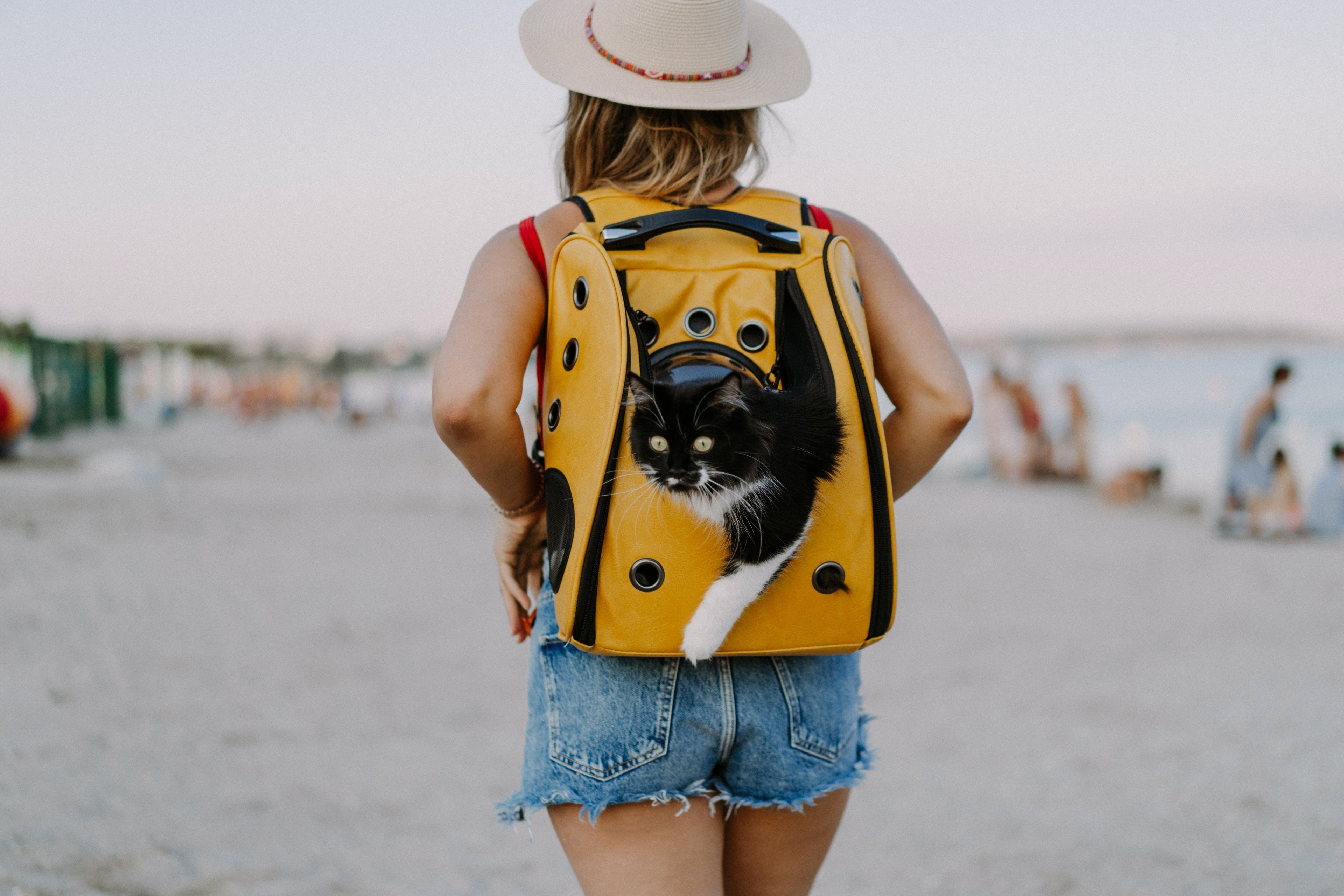 U.S. Pet-Friendly Travel Trends: How Dogs and Cats Are Changing the Way Americans Travel