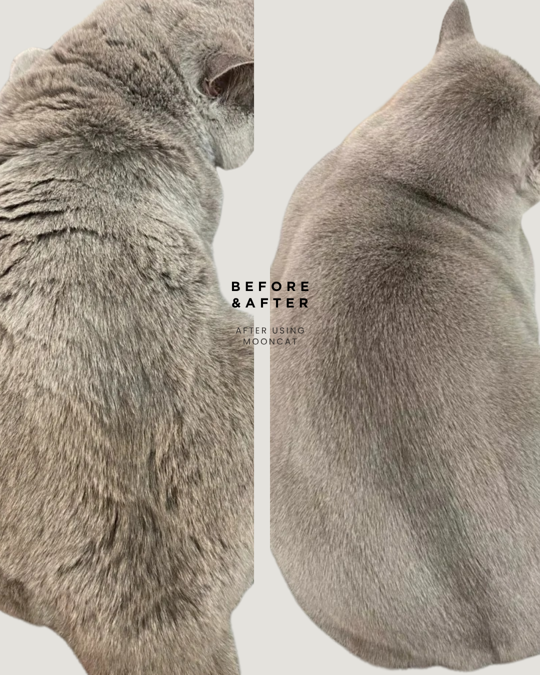 【Mooncat】Waterless Shampoo for Cats and Brush Kit - 5 oz for Shorthair Cats